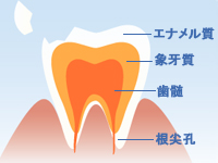 歯の疾患は万病の元